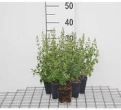 Calamintha Calamintha nep. 'Nepeta' | pot de 9x9 cm