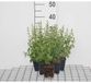 Calamintha Calamintha nep. 'Nepeta' | pot de 9x9 cm