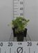 GRDplanten Groendecor Tuinarchitectuur 6x Nagelkruid - Geum rivale | 9x9 cm pot