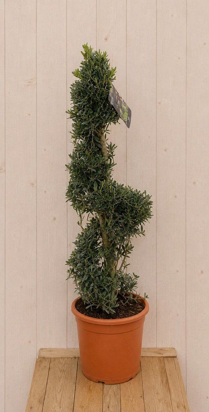 Warentuin Natuurlijk Olea Europaea 130 cm Leiboom