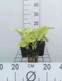 GRDplanten Groendecor Tuinarchitectuur 6x Funkia - Hosta plant. 'Grandiflora' | 9x9 cm pot
