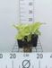 GRDplanten Groendecor Tuinarchitectuur 6x Funkia - Hosta plant. 'Grandiflora' | 9x9 cm pot