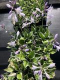 Groendecor Tuinarchitectuur 3x Hosta hybr. 'Patriot' | pot de 9x9 cm