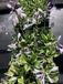 Groendecor Tuinarchitectuur 3x Hosta hybr. 'Patriot' | pot de 9x9 cm