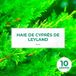 Pépinières Naudet - 10 Cyprès de Leyland (Cupressocyparis Leylandii) - Haie de cyprès de Leyland