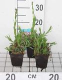 GRDplanten Cuculi 6x Koekoeksbloem - Lychnis flos | 9x9 cm pot