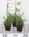 GRDplanten Cuculi 6x Koekoeksbloem - Lychnis flos | 9x9 cm pot