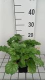 GRDplanten Groendecor Tuinarchitectuur 6x Purperklokje - Heuchera sang. 'White Cloud' | 9x9 cm pot