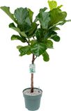 Beautanic Lifestyle Grote Ficus Lyrata Kamerplant - 130cm Hoog - Ø27cm Pot