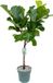 Beautanic Lifestyle Grote Ficus Lyrata Kamerplant - 130cm Hoog - Ø27cm Pot