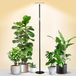Ibenzoa® Lampe sur pied élégante avec lumière à spectre complet pour plantes d'intérieur
