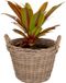 Mega Collections Planten/bloemen mand Levi - rotan - naturel - D25 x H18 cm
