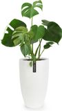 Fox & Fern Bloempot met stop, Bloempot groot voor binnen/buiten, Sierpot UV- & vorstbestendig, Polystone-bloempotten wit, Bloempot 30 cm diameter, Grote plantenpot voor kamerplanten