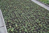 GRDplanten Groendecor Tuinarchitectuur 6x Zeeuws knoopje - Astrantia maj. 'Ruby Wedding' | 9x9 cm pot