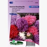 Sluis Garden - Zomeraster American Branching Mix (Callistephus chinensis)