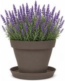 EDA Romeo Pot de fleurs et soucoupe - D21 x H16 cm - taupe - kunststof - intérieur et extérieur