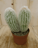 Warentuin Natuurlijk Cactus spinnenweb kamerplant