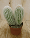 Warentuin Natuurlijk Cactus spinnenweb kamerplant