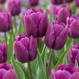 Green boutiQ - 30x Tulipa Triumph Purple - Triomftulp - Paars - Voorjaarsbloeier - Bolmaat 11/12