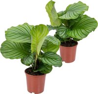 2x Calathea Orbifolia | Pauwenplant | Kamerplant | Ø14 cm | 40-45 cm