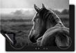 Chefcare Inductie Beschermer Paard in de Weide Zonsondergang - Zwart Wit - 57,6x51,6 cm