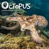 Octopus Willow Creek Press Octopus 12 X 12 Wall Calendar