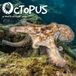 Octopus Willow Creek Press Octopus 12 X 12 Wall Calendar