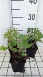 GRDplanten Groendecor Tuinarchitectuur 6x Struiksalie - Salvia nem, 'Rose Marvel' | 9x9 cm pot