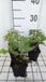 GRDplanten Groendecor Tuinarchitectuur 6x Struiksalie - Salvia nem, 'Rose Marvel' | 9x9 cm pot