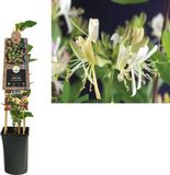 Van der starre Lonicera Klimplant Lonicera Belgica Select - Wilde Roze Kamperfoelie