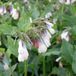Arborix Symphytum 6 x Symphytum Grandiflorum 'Wisley Blue' - Smeerwortel pot 9x9cm