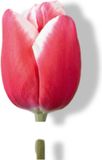 JUB Tulipa universum Rood/Wit