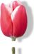 JUB Tulipa universum Rood/Wit