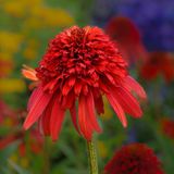 Arborix Bol 6x Echinacea purpurea 'Hot Papaya'® Pot 9x9cm - Prachtige bloem voor in de tuin