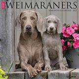 Willow Creek Press Weimaraners 2027 12 X 12 Wall Calendar