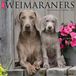 Willow Creek Press Weimaraners 2027 12 X 12 Wall Calendar