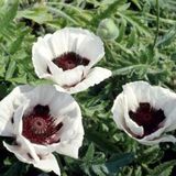 Groendecor Tuinarchitectuur 6x Pavot d'Orient - Papaver or. 'Perry's White' | pot de 9x9 cm