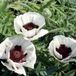 GRDplanten Groendecor Tuinarchitectuur 6x Oosterse papaver - Papaver or. 'Perry's White' | 9x9 cm pot