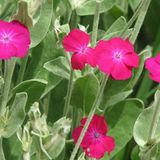 Arborix Bol 6 x Lychnis Coronaria - Prikneus pot 9x9cm