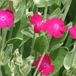 Bol 6 x Lychnis Coronaria - Prikneus pot 9x9cm