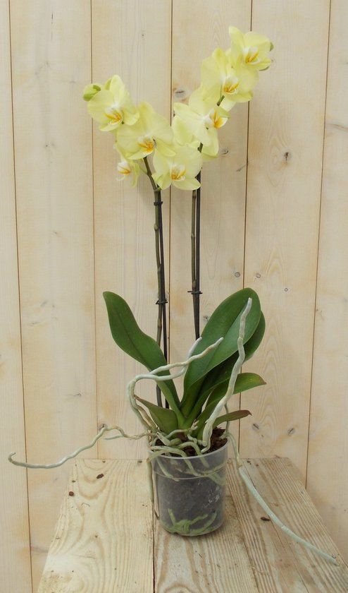 Warentuin natuurlijk - Vlinderorchidee Twee Takken geel 60 cm