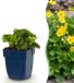 Green boutiQ - Vasteplant - Waldsteinia ternata - Goudaardbei - Bodembedekkend - Geel - 12 Planten - Pot 11cm - Hoogte 15-25cm