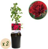 Green boutiQ - Klimroos - Rosa Paul Scarlet Climber - Rood - 2 planten