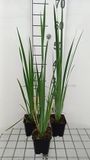 GRDplanten Groendecor Tuinarchitectuur 6x Baardloze iris - Iris sib. 'Perry's Blue' | 9x9 cm pot