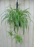 Warentuin natuurlijk - Hangplant Graslelie Chlorophytum