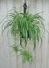 Warentuin natuurlijk - Hangplant Graslelie Chlorophytum