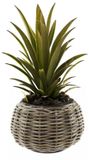 Van Der Leeden Planten/bloemen mand - Tina - cilinder - rotan - gevlochten riet - D30 x H19 cm - drypot - plantenpot - plantenmand