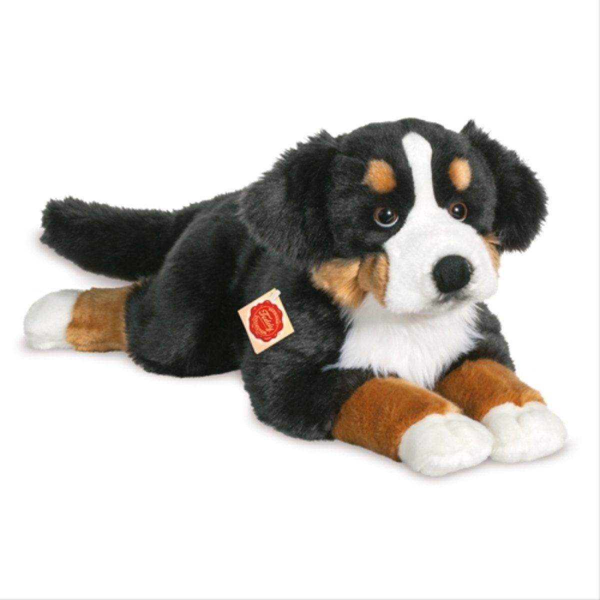 Berner berghond , ca 60 cm