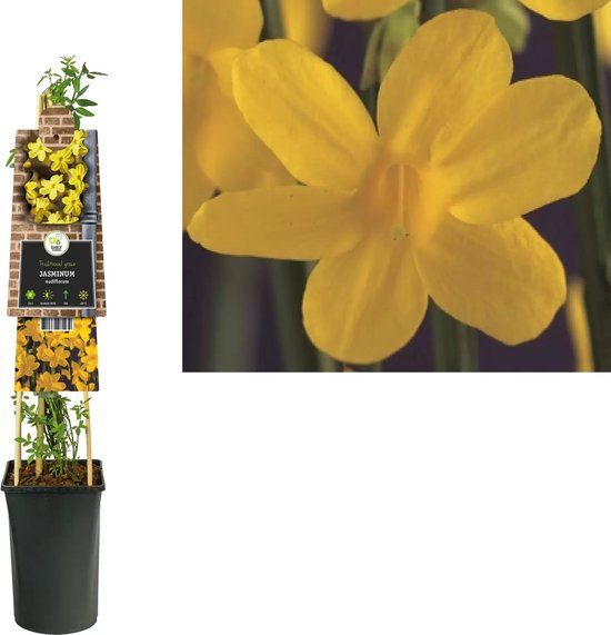 Klimplant Jasminum nudiflorum - Winterjasmijn