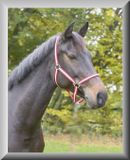 Covalliero Halster Hippo Bordeaux/Beige Cob